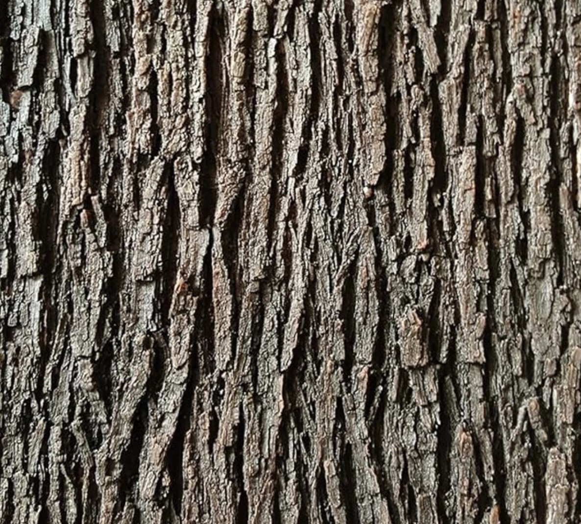 Gnarled Bark Hides Grit