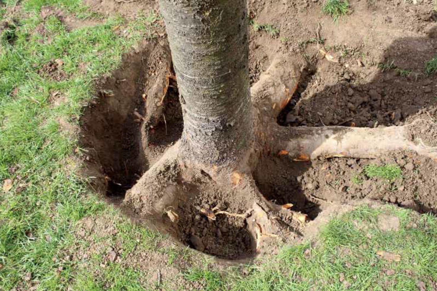 Exposed Tree Roots - Danger for Chain Saw Chains