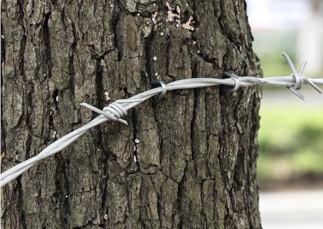 Tree with Nails & Staples CAution With. A chainsaw
